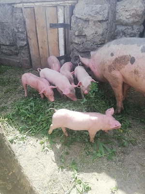Purcei de vinzare 