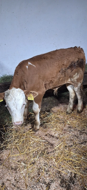 Vaca cu vitel - imagine 4