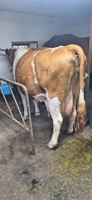 Vaca cu vitel - imagine 2