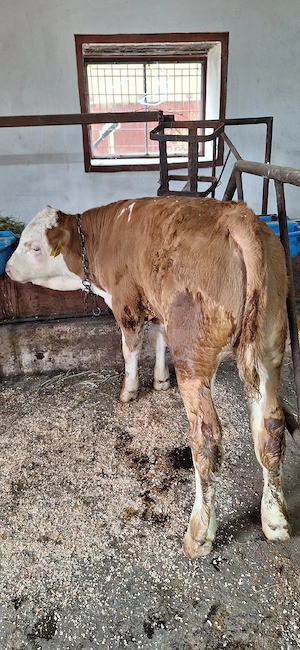 Vaca cu vitel - imagine 5