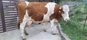 Vaca cu vitel