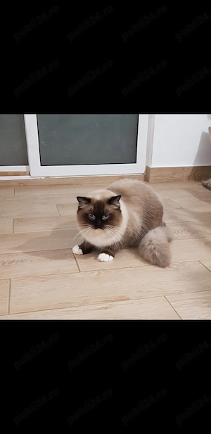 Pisica Ragdoll Sterilizata