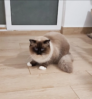 Pisica Ragdoll Sterilizata - imagine 2