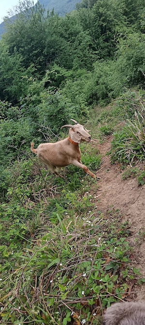 Capra Anglo n benă de un an jumate din mamă foarte bună de lapte  - imagine 3