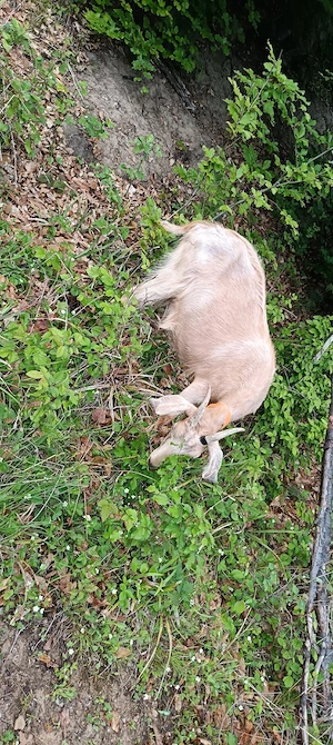 Capra Anglo n benă de un an jumate din mamă foarte bună de lapte  - imagine 5