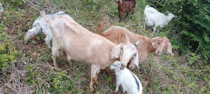 Capra Anglo n benă de un an jumate din mamă foarte bună de lapte 