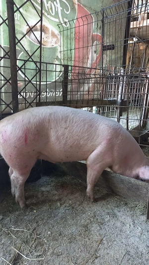 Vînd porc com Scurtu Mare Jud Tr
