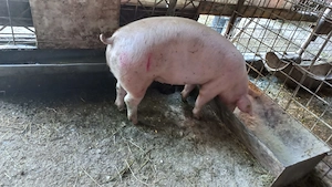 Vînd porc com Scurtu Mare Jud Tr - imagine 3