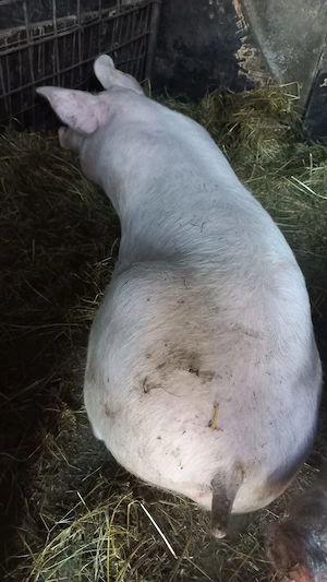 Vînd porc com Scurtu Mare Jud Tr - imagine 4