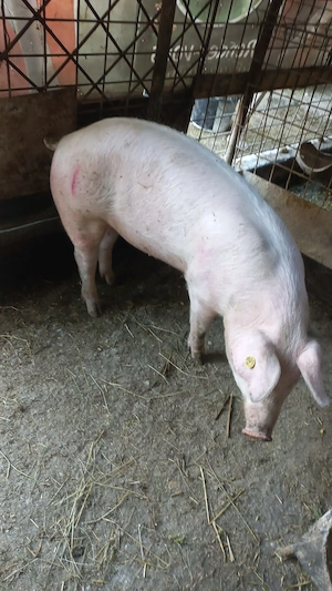 Vînd porc com Scurtu Mare Jud Tr - imagine 2