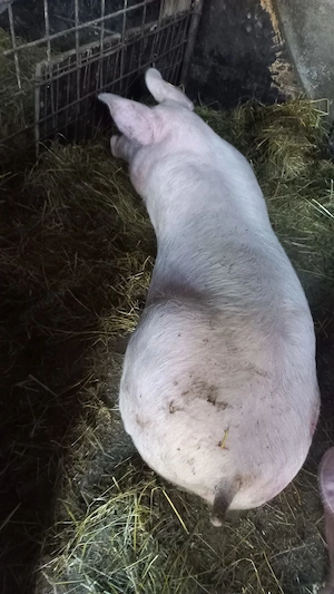Vînd porc com Scurtu Mare Jud Tr - imagine 5