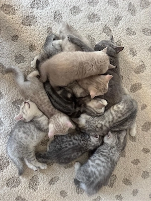 British Shorthair Shaded Point Lilac