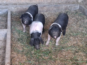 vând 3 purcei de 11 săptămâni (mascul castraţi) 18-20  kg