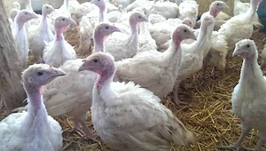 Pui de curcă rase grele 2.5-3kg
