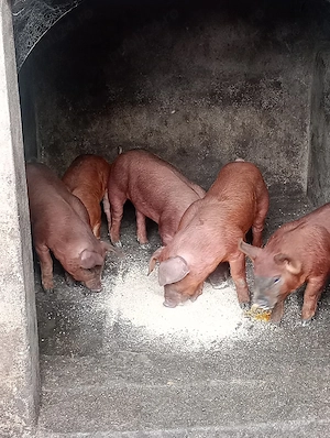 purcei de vânzare 