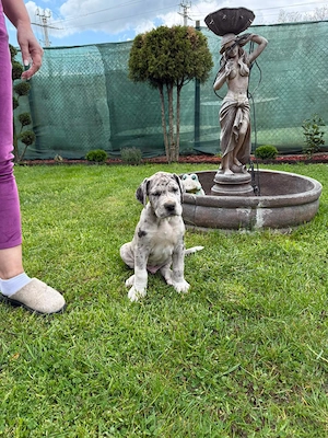 Dog German Marele Danez - imagine 2