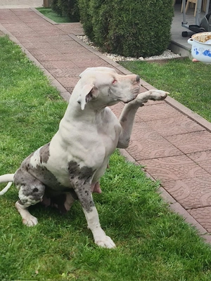 Dog German Marele Danez - imagine 5