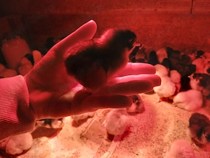 Pui australorp negru si albastru diferite varste - imagine 2