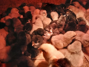 Pui australorp negru si albastru diferite varste