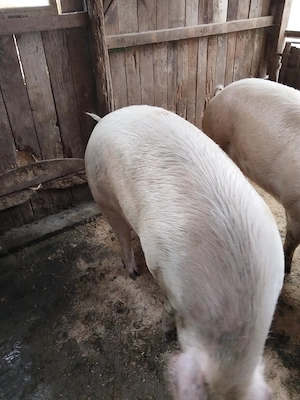 Porci de vanzare  - imagine 2