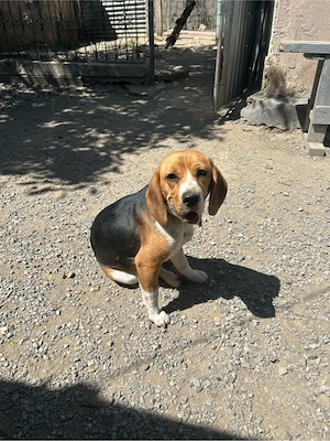 Donez cățelușa Beagle 