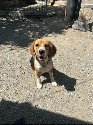 Donez cățelușa Beagle  - imagine 2
