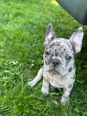 Bulldog Francez Merle - imagine 2