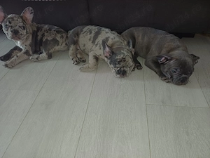 Bulldog Francez Merle