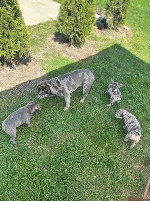 Bulldog Francez Merle - imagine 5