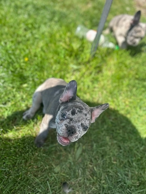 Bulldog Francez Merle - imagine 3
