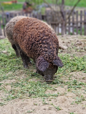 porci mangalita