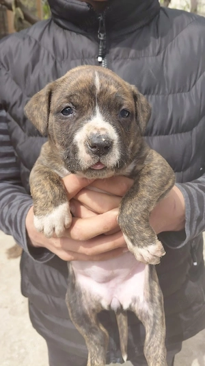 Vând pui amstaff - imagine 5