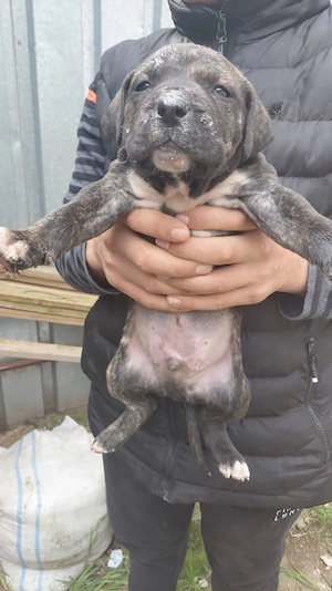 Vând pui amstaff - imagine 2