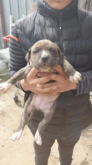 Vând pui amstaff