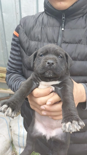 Vând pui amstaff - imagine 4