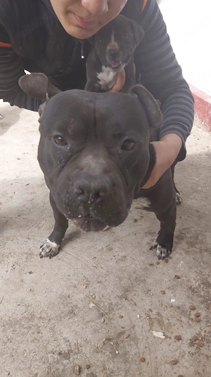 Vând pui amstaff - imagine 3