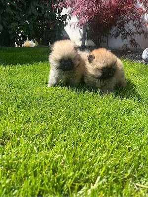 Vând pomeranian mascul toy 8 săptămâni  - imagine 2