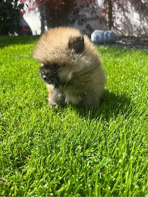 Vând pomeranian mascul toy 8 săptămâni 