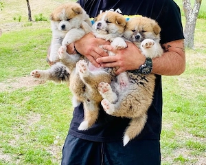 akita inu japonez  - imagine 5