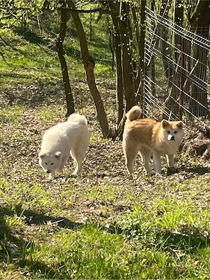 akita inu japonez 