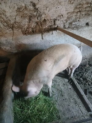 Vând porc.