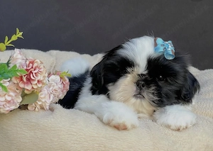 Fetițe superbe shih-tzu sitzu