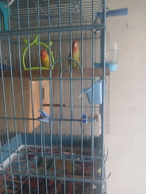 Papagali Agapornis de vânzare 