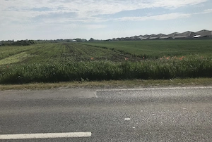 Proprietar vând teren in Bucovat-Remetea-Mare