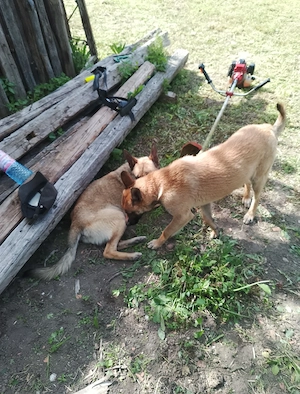 Vind ciobanesc malinois - imagine 2