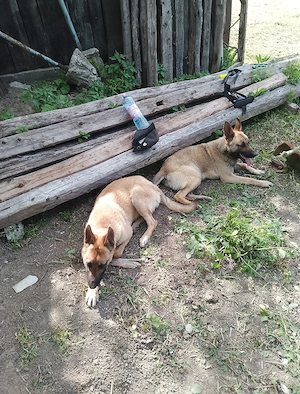 Vind ciobanesc malinois