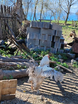 Vând cocoș brahma izabel 