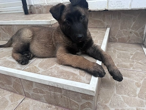 Cățel ciobănesc belgian malinois  - imagine 3