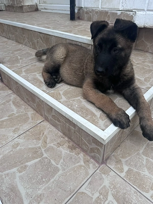Cățel ciobănesc belgian malinois  - imagine 2