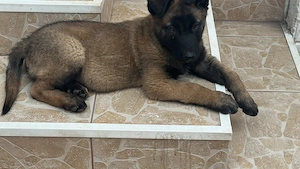 Cățel ciobănesc belgian malinois 